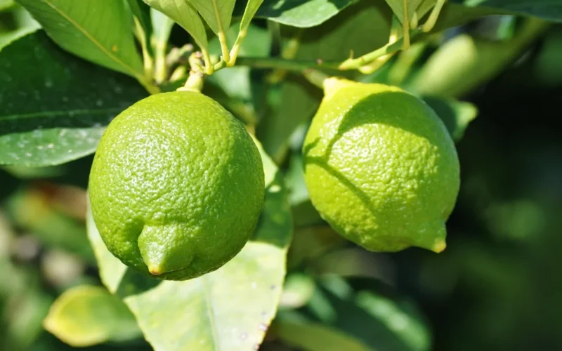 cytrynowy, zielony, lemon tree, owoce cytrusowe, rosnąć, południowy, mediterranean
