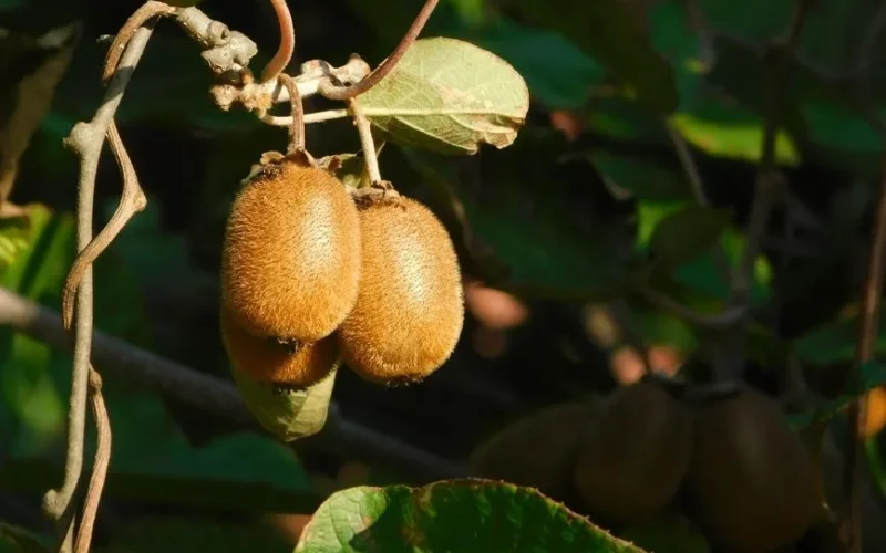Close-up of fuzzy kiwi fruits ripening on vine with green leaves in natural outdoor setting.
