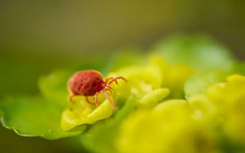 Macro shot of a red mite exploring vibrant yellow green petals.