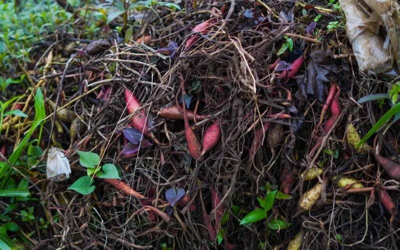 Pile of organic compost with various plant roots and leaves, showcasing vibrant natural colors.