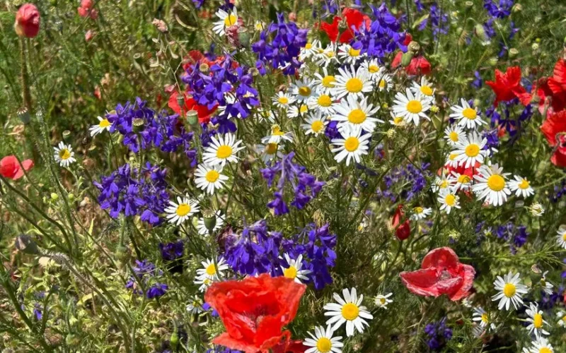 A colorful array of wildflowers including poppies and daisies captured in summer.