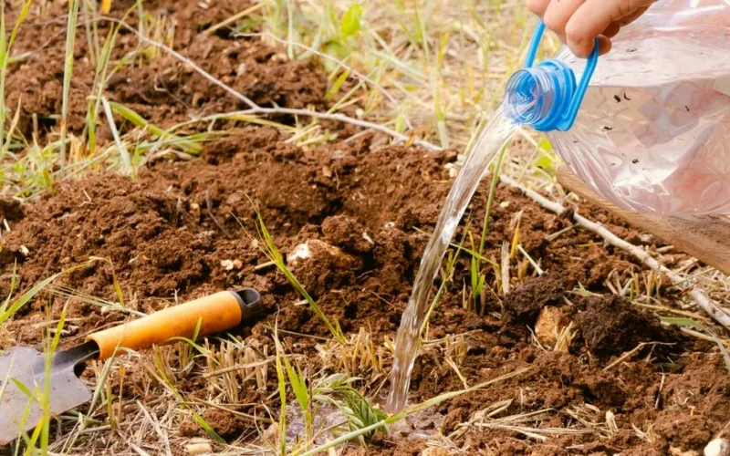 A hand using a plastic bottle to water soil in a garden setting, indicating sustainable gardening practices.