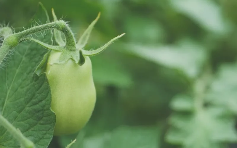 Detailed close-up of a fresh unripe green tomato on a vine, showcasing its natural texture and healthy appearance.