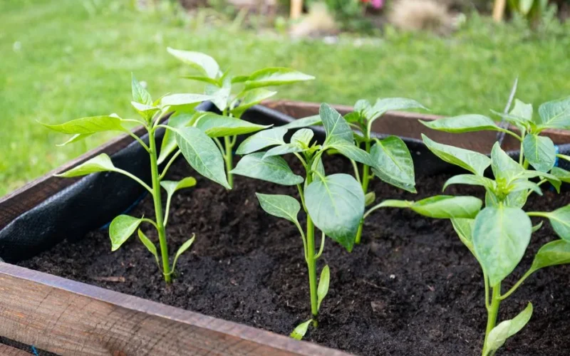 Close-up of young pepper plants thriving in an outdoor wooden planter box, showcasing vibrant green leaves.