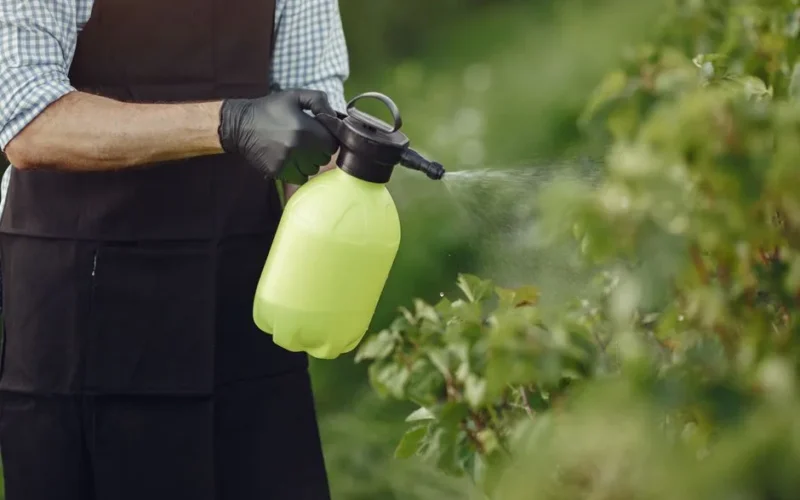 Close-up of a gardener using a manual sprayer on bushes outdoors, focusing on plant care.