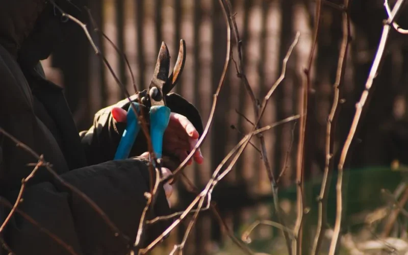 Gardener using pruning shears on shrubs during autumn with sunlight filtering through.