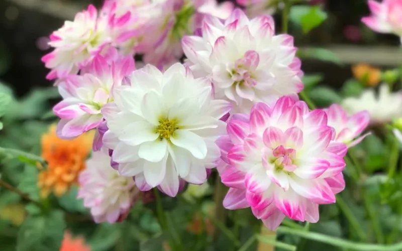Vibrant pink and white dahlias in full bloom, showcasing nature's delicate beauty.