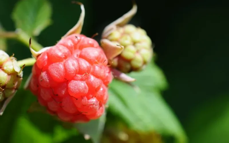 Detailed close-up of ripe and unripe raspberries on a plant in natural setting.