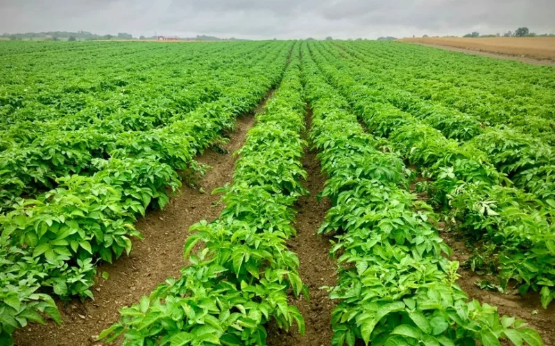 Expansive green potato fields under cloudy skies, representing sustainable agriculture.