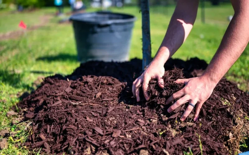 Close-up of hands planting a tree using mulch and soil in a sunny garden.