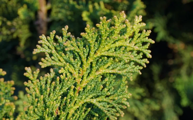 tuja, zakład, natura, gałąź, drzewo, drzewo życia, zielony, cupressaceae, ogród, cyprysowate, żywopłot z tui, drzewa thuja, krzew, żywopłot