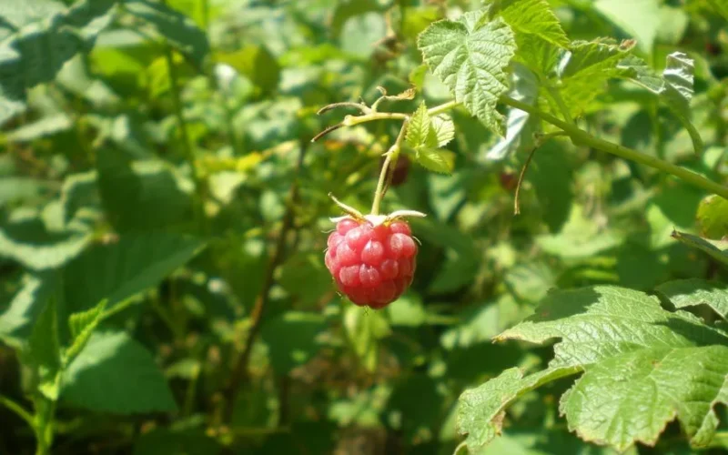 Vibrant ripe raspberry on vine in garden, bathed in natural sunlight.