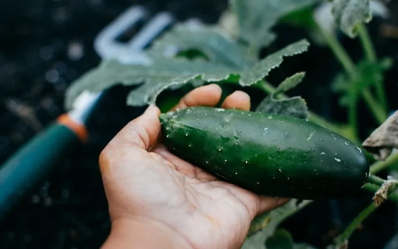 Close-up of a hand holding a fresh cucumber in a garden, showcasing organic farming.