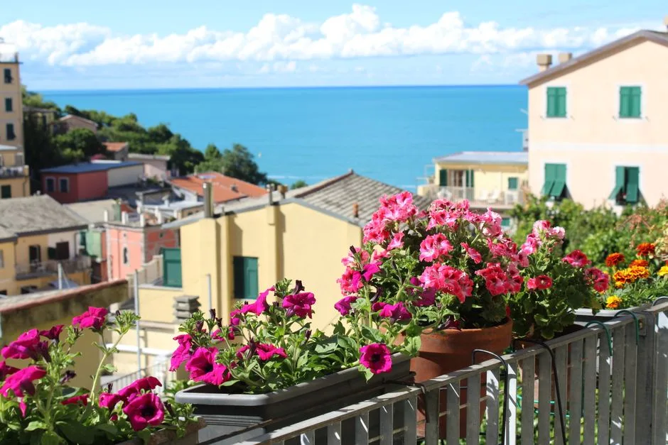 Colorful flowers on a balcony overlooking the sea in Riomaggiore, Italy.
