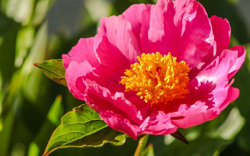 pion, peonies, różowy, piękne kwiaty, strong color, kolorowy, bright pink, large flowers, flower, flowers, piękny, tapeta kwiatowa, kwiat, pink peonies, pink peony, beautiful peony, beautiful peonies, roślina, rośliny, planting, garden, kwiat tło, park, natura, liść