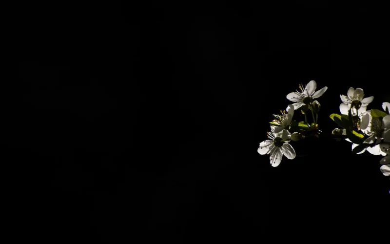 tree, bloom, branch, nature, spring, plant