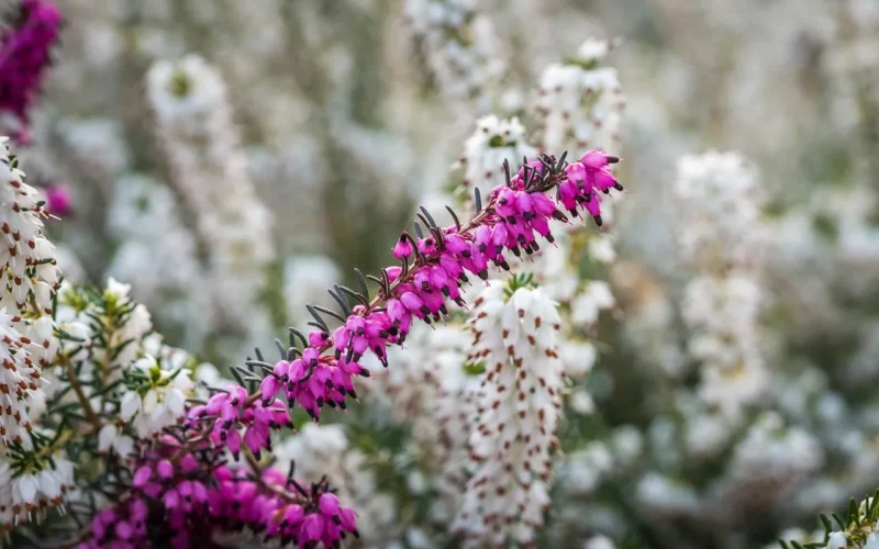 erica x darleyensis, piękne kwiaty, kramer's rote, winter heath, flower, flowers, plants, garden, nature, closeup, roślina, flora, różowy, blossom, botanical, kwiat tło, kwiat, natura, ogród, tapeta kwiatowa, kwiaty
