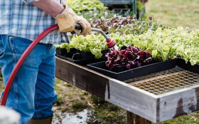 Crop anonymous adult male gardener in checkered shirt and jeans watering green fresh organic lettuce placed in boxes on farmland in daytime