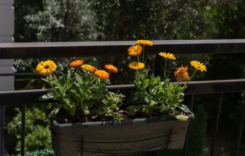 Bright yellow and orange calendula flowers in a planter on a sunlit balcony in İzmir, Türkiye.