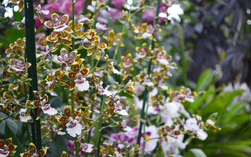 kwiat, roślina, natura, tapeta kwiatowa, piękne kwiaty, ogród, lato, rozkwit, botaniczny, orchidea, orchid, tropic, garden, kwiat tło, wiosna, ogród botaniczny, phalaenopsis