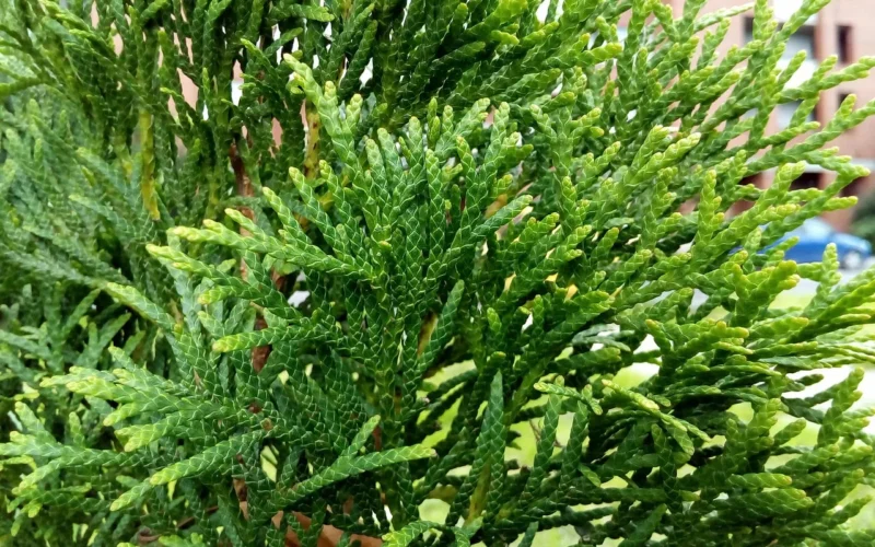 warzywa, miasto, thuja occidentalis, tuja, кипарисовые, drzewa iglaste, tuja, tuja, tuja, tuja, tuja
