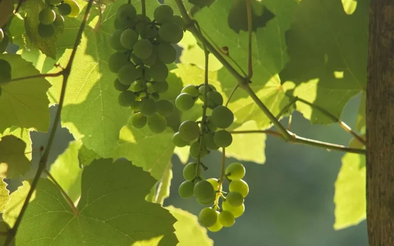 Sunlit green grapes hanging from a vine, surrounded by lush leaves outdoors.