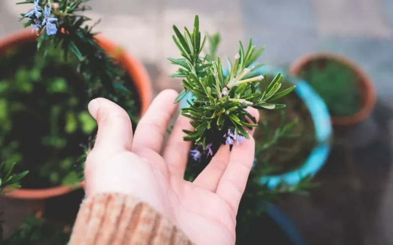 High angle crop gardener demonstrating lush flowering rosemary plant cultivated in pots on house terrace in daylight